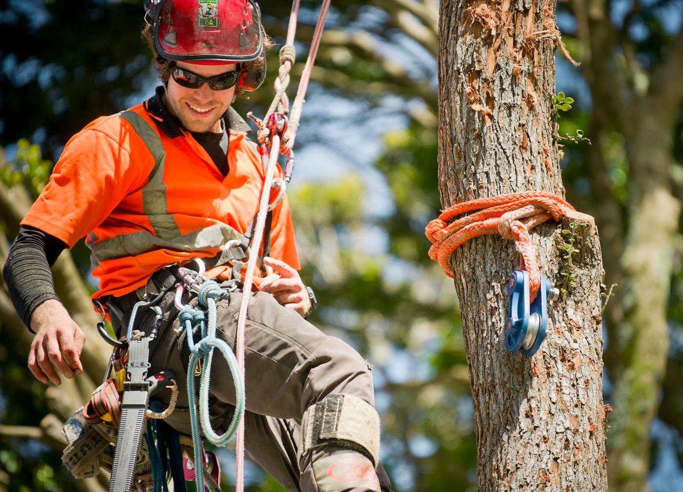 Identifying Potential Hazards Before Cutting Down a Large Tree 